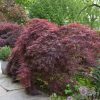 Crimson Queen Japanese Maple #5 - Image 2